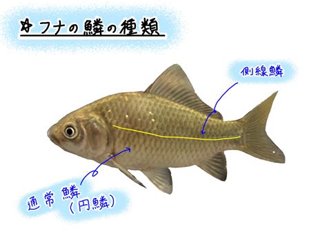 有鱗魚種類|魚の鱗